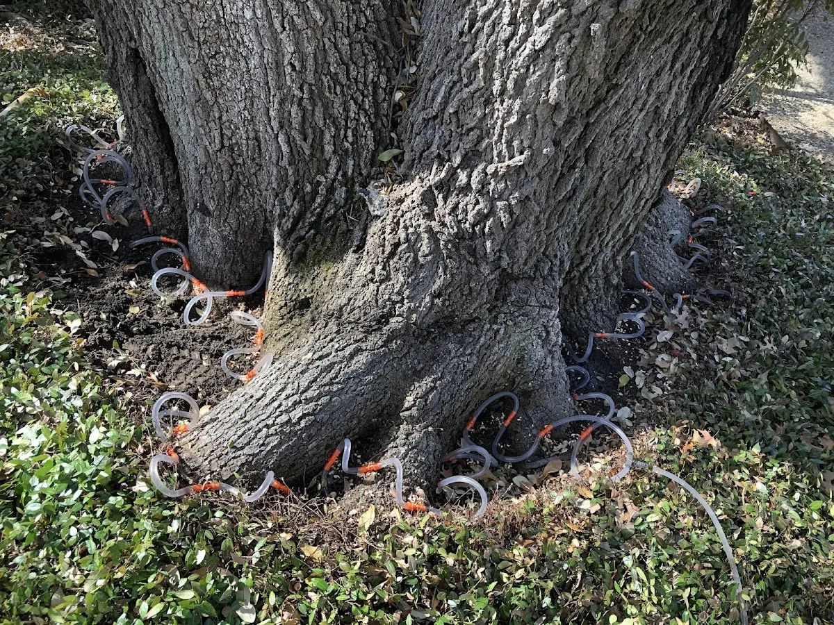 Detailed Tree Cabling and Bracing job site in Darien