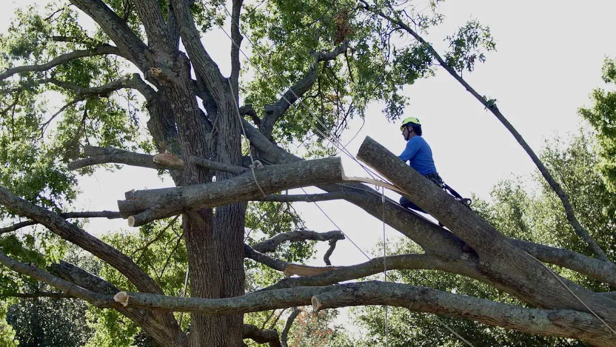 Professional Hazardous Tree Removal performed by certified arborists in Darien